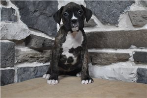 Karma - puppy for sale