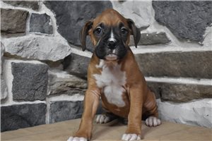 Kendrick - puppy for sale