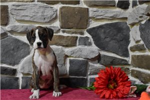 kylie - Boxer for sale