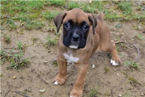 Kinsley - Boxer for sale