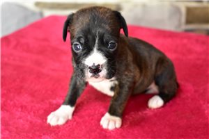Maggie - Boxer for sale