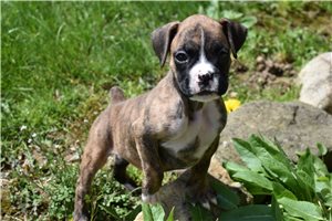 Katie - Boxer for sale