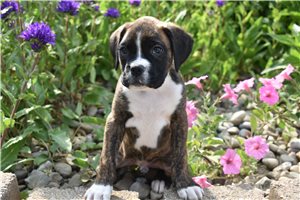 Ryan - Boxer for sale