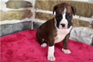 Maisey - puppy for sale