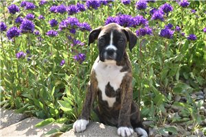 Ruby - Boxer for sale