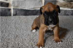 Kinsley - puppy for sale