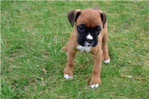 Haven - Boxer for sale