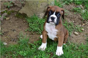 Katherine - Boxer for sale