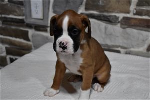 Hazel - Boxer for sale