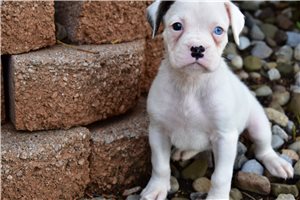 Monica - Boxer for sale