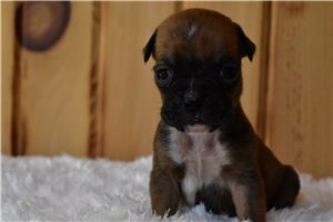 Shane - Boxer for sale