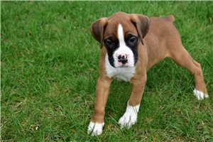 Hazel - Boxer for sale