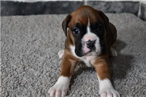 Katherine - Boxer for sale