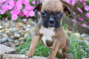 Shane - Boxer for sale