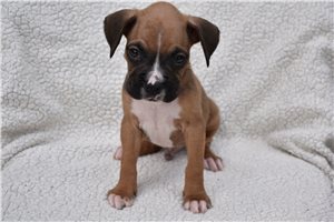 Karl - puppy for sale