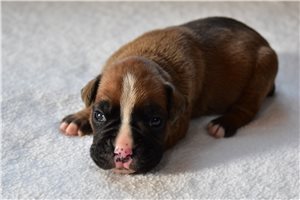 Hannah - Boxer for sale