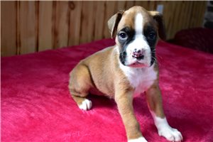 Hazel - Boxer for sale