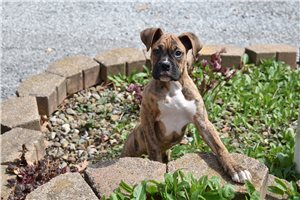 Garrison - puppy for sale