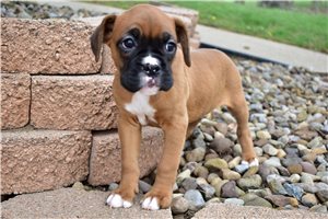 Haven - Boxer for sale
