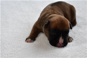 Haven - Boxer for sale