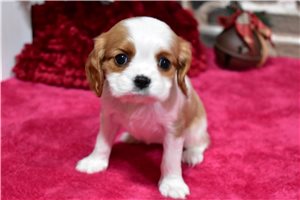 Riley - Cavalier King Charles Spaniel for sale