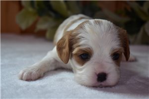 Courage - Cavalier King Charles Spaniel for sale