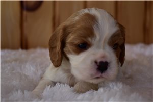 Ledger - Cavalier King Charles Spaniel for sale