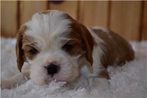 Lawrence - puppy for sale