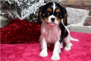 Octavia - Cavalier King Charles Spaniel for sale