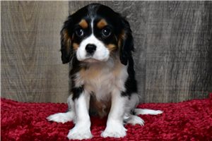 Evan - Cavalier King Charles Spaniel for sale