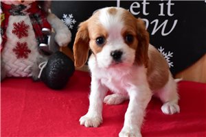 Rolf - Cavalier King Charles Spaniel for sale