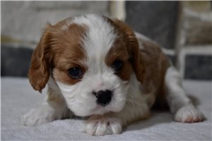Ledger - Cavalier King Charles Spaniel for sale