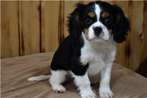 Effie - Cavalier King Charles Spaniel for sale