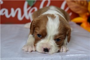 Raven - Cavalier King Charles Spaniel for sale