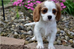 Courage - Cavalier King Charles Spaniel for sale