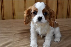 Olin - Cavalier King Charles Spaniel for sale
