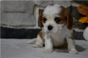 Lawrence - Cavalier King Charles Spaniel for sale