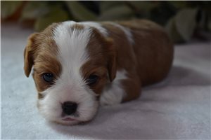 Chanel - puppy for sale
