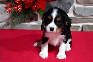 Emmett - Cavalier King Charles Spaniel for sale