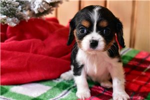 Olga - puppy for sale