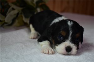Corvus - puppy for sale