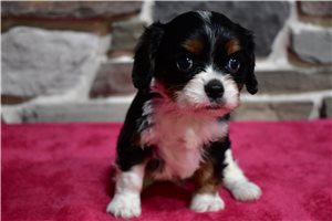Corvus - Cavalier King Charles Spaniel for sale