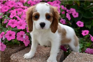 Courage - Cavalier King Charles Spaniel for sale