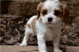Courage - Cavalier King Charles Spaniel for sale