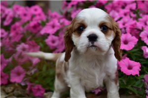 Lawrence - Cavalier King Charles Spaniel for sale