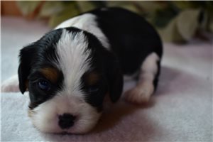 Chantilly - Cavalier King Charles Spaniel for sale