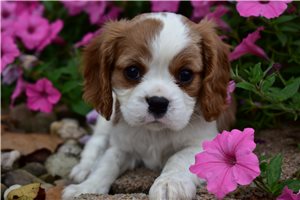 Ledger - Cavalier King Charles Spaniel for sale