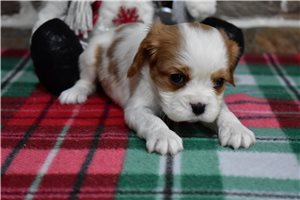 Ramona - puppy for sale