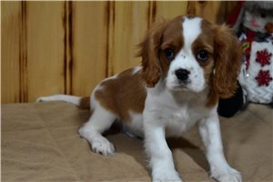 River - Cavalier King Charles Spaniel for sale