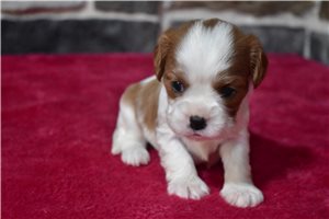 Chance - puppy for sale